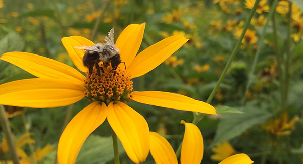 Pollinator Habitat